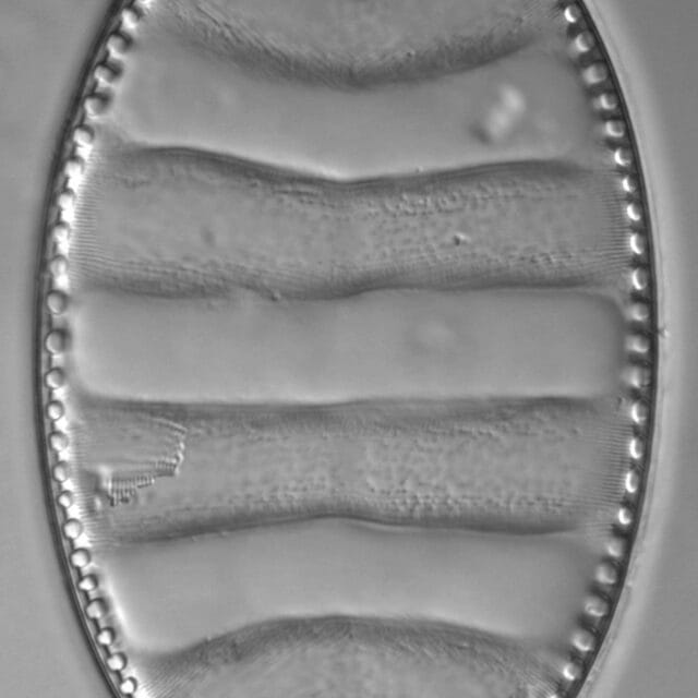 Surirella undulata LM1