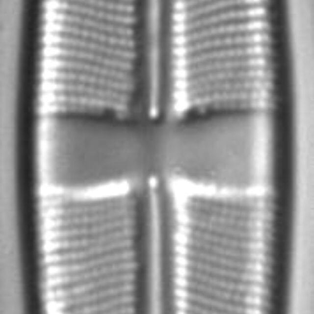 Stauroneis vandevijveri LM1