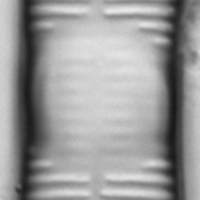 Synedra goulardi LM3