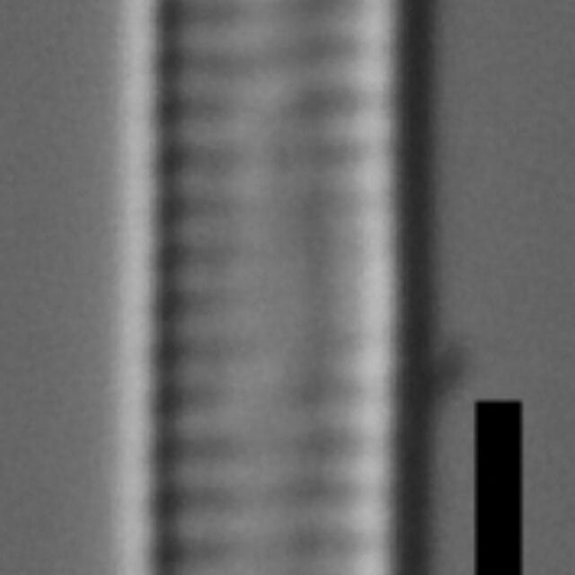 Fragilaria rumpens LM6