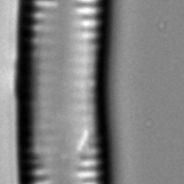 Synedra cyclopum LM2