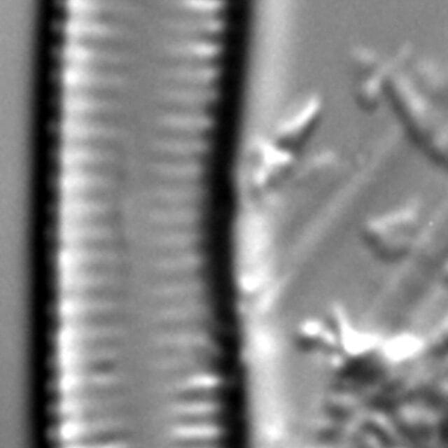 Synedra cyclopum LM3