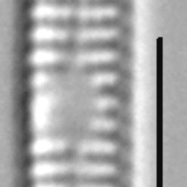 Synedra famelica LM1