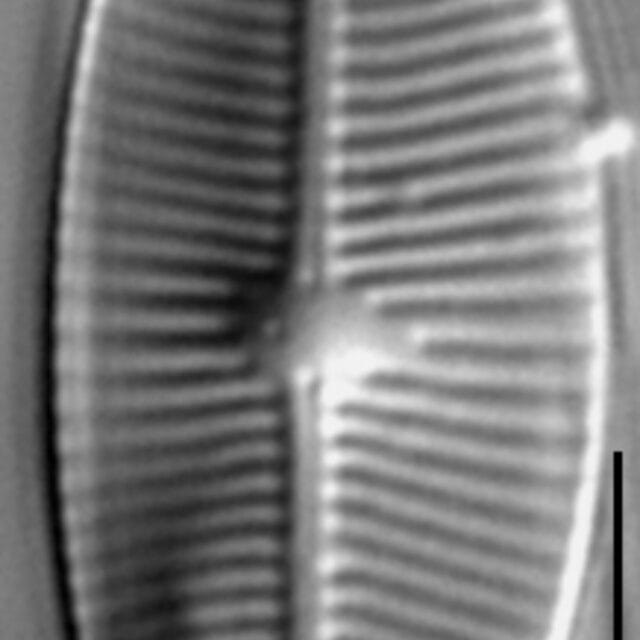 Geissleria lateropunctata LM2