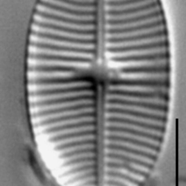Geissleria lateropunctata LM1
