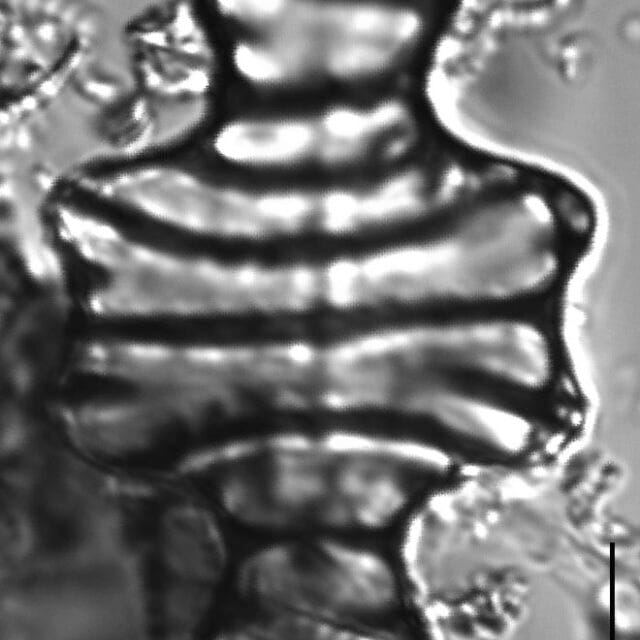 Tetracyclus emarginatus 12 H2 26 DC22 70