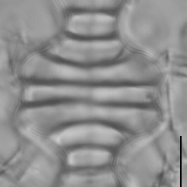 Tetracyclus emarginatus LM6