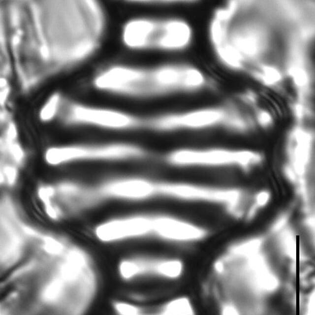 Tetracyclus emarginatus 12 H 2 126 DC22 71