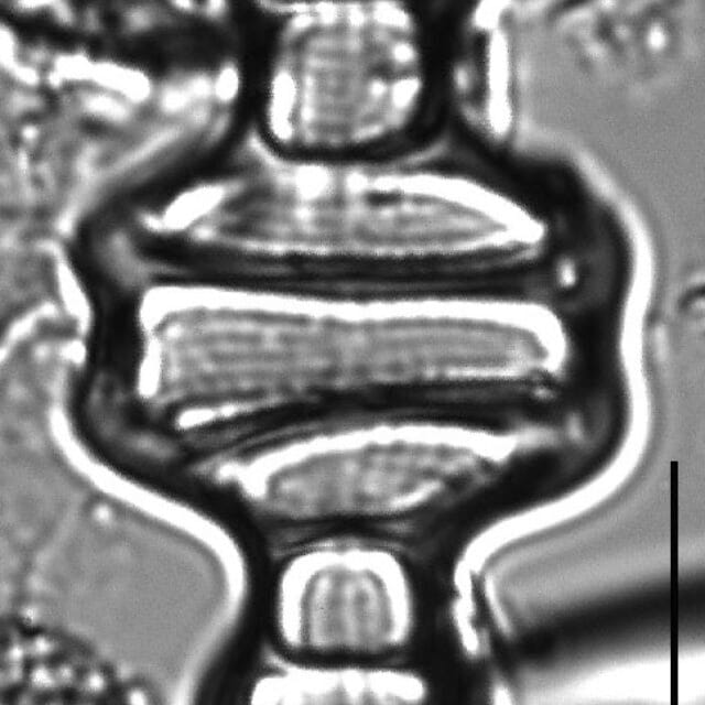 Tetracyclus emarginatus 12 H 2 26 DC22 70