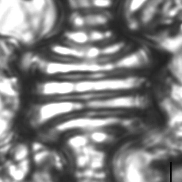 Tetracyclus emarginatus VC 12 H2 126 DC22 71