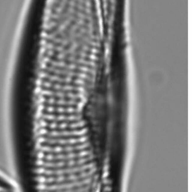 Tetramphora sulcata LM1