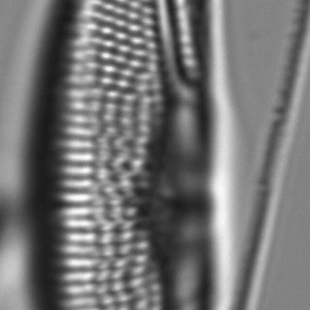 Tetramphora sulcata LM3