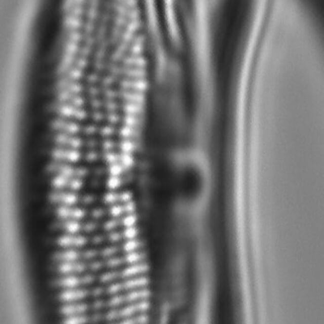 Tetramphora sulcata LM4