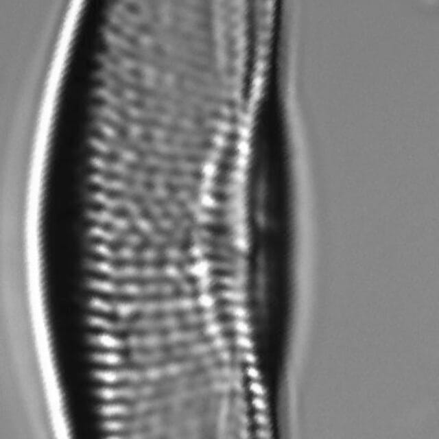 Tetramphora sulcata LM5
