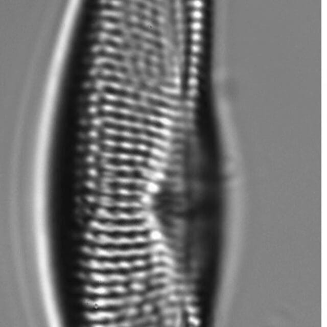 Tetramphora sulcata LM6