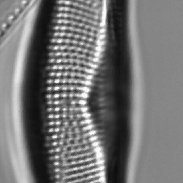 Tetramphora sulcata LM7