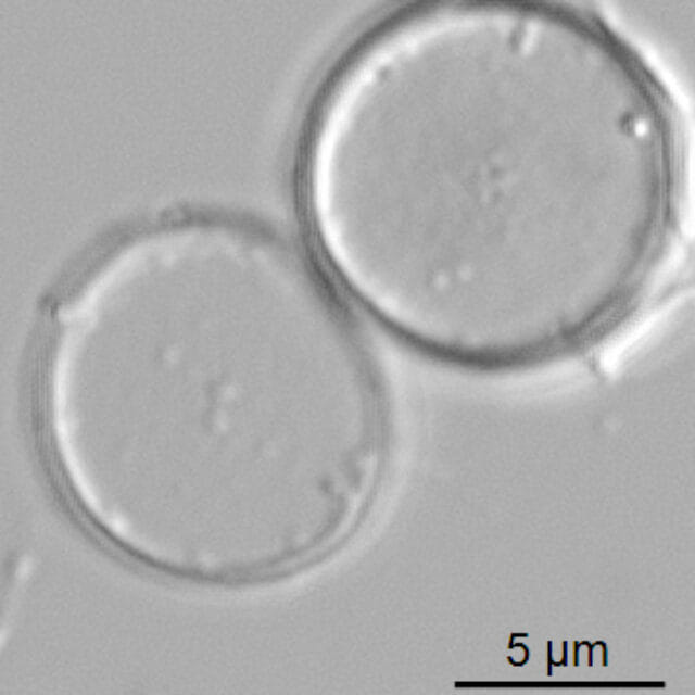 Thalassiosira minima ANSP GC59341 05