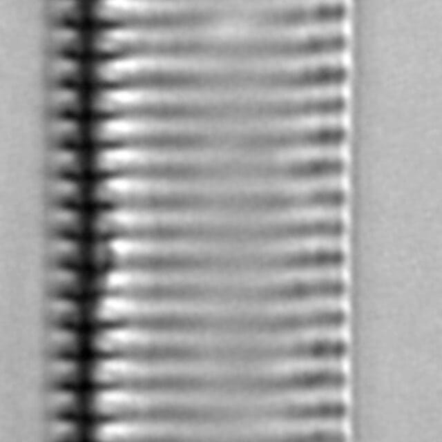 Tryblionella brunoi LM6