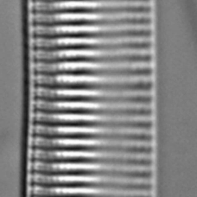 Tryblionella brunoi LM4