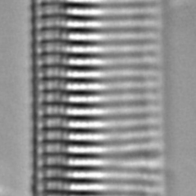 Tryblionella brunoi LM3