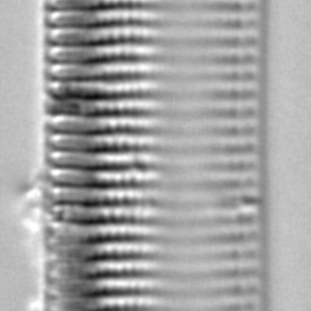 Tryblionella brunoi LM2