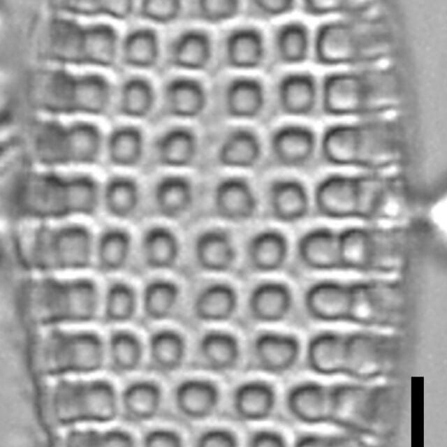 Tryblionella Granulata Lm1