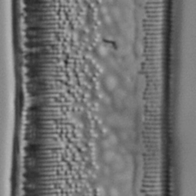 Tryblionella plana var fennica LM7