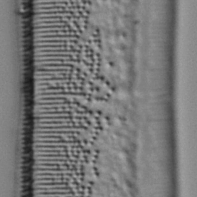 Tryblionella plana var fennica LM4