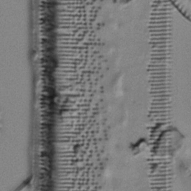 Tryblionella plana var fennica LM3