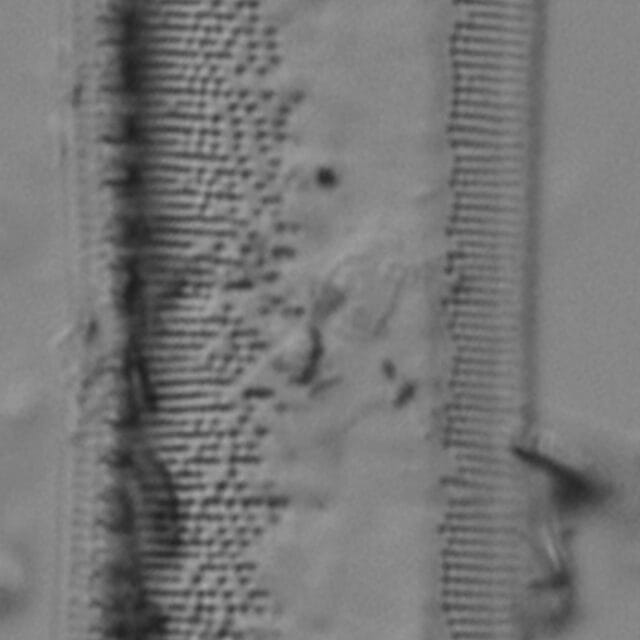 Tryblionella plana var fennica LM2