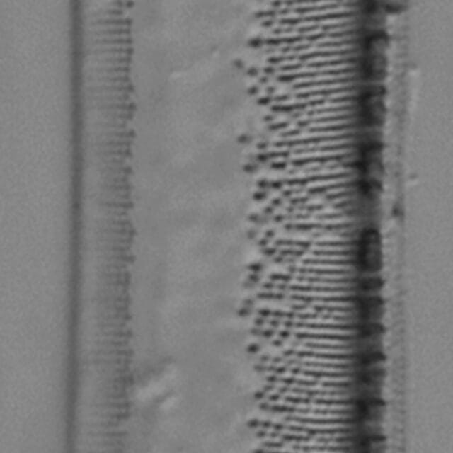 Tryblionella plana var fennica ANSP GC57717 24