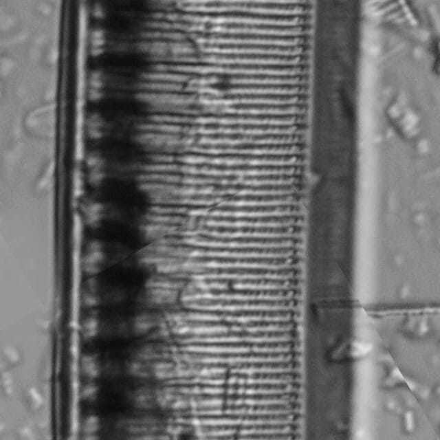 Tryblionella scalaris ANSP GC112902b 3b