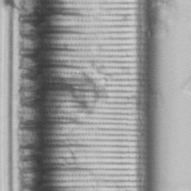 Tryblionella scalaris ANSP GC117913 1