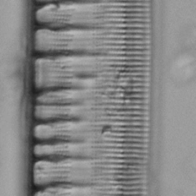 Tryblionella scalaris ANSP GC117913 10