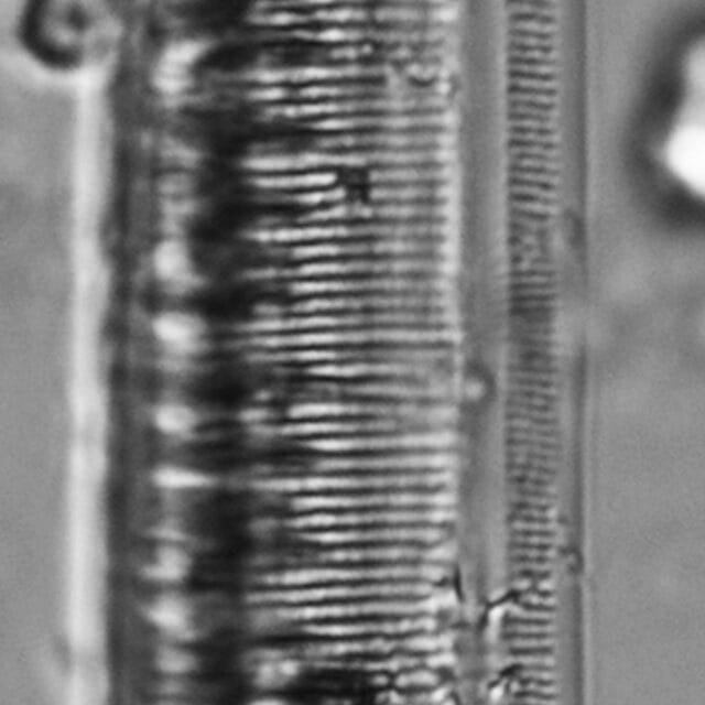 Tryblionella scalaris ANSP GC117914 13