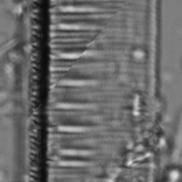 Tryblionella scalaris ANSP GC117914 14