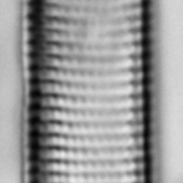 Nitzschia angustata LM1