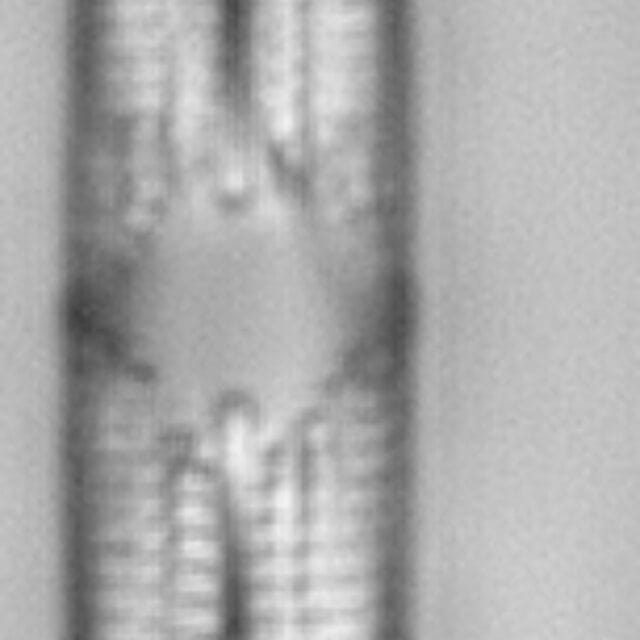 Tursiocola alata LM1