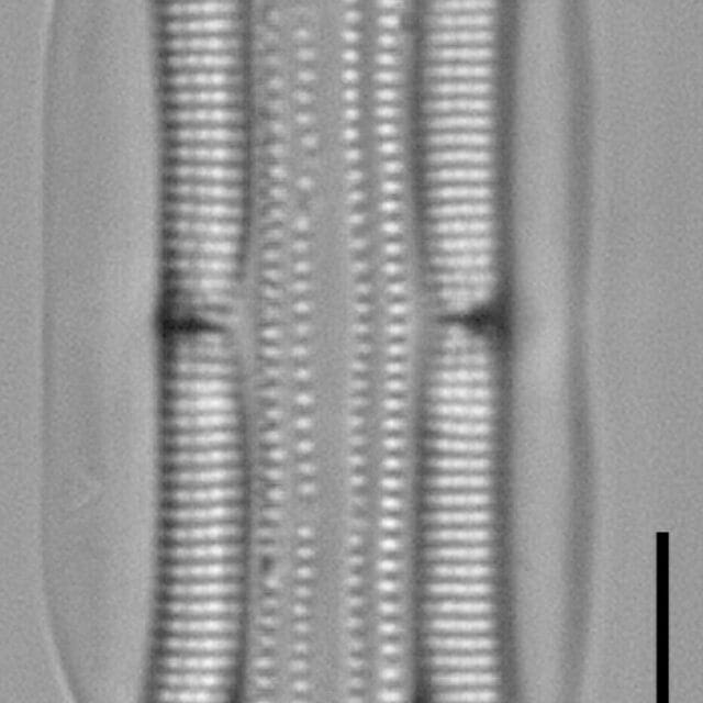 Tursiocola alata LM1