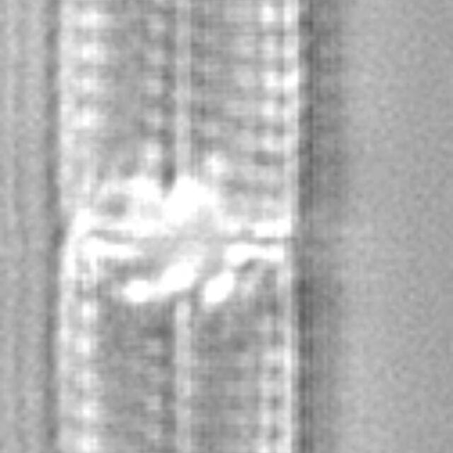 Tursiocola alata LM2