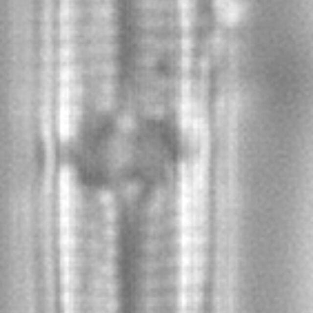 Tursiocola alata LM3