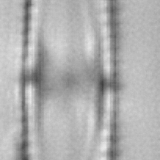 Tursiocola alata LM4