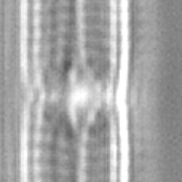 Tursiocola alata LM5