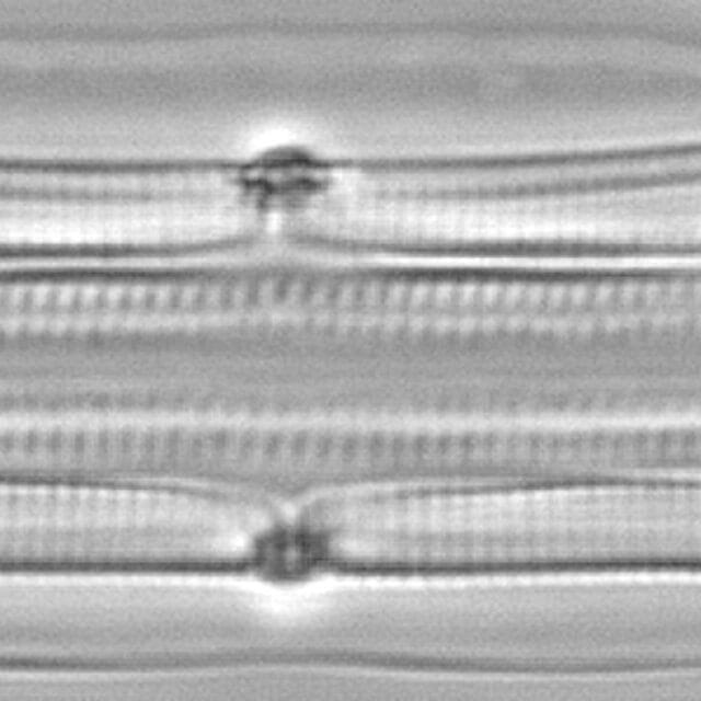 Tursiocola alata LM6