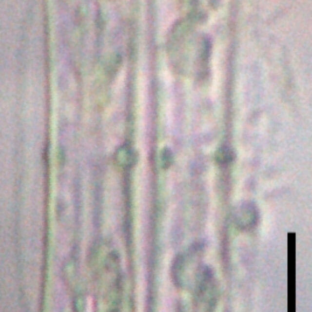 Tursiocola alata LM6