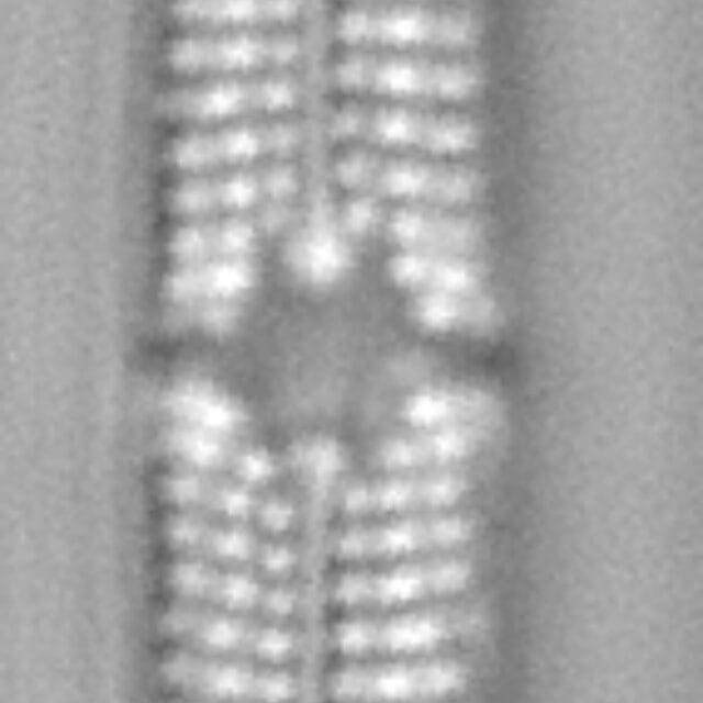 Tursiocola bondei LM1