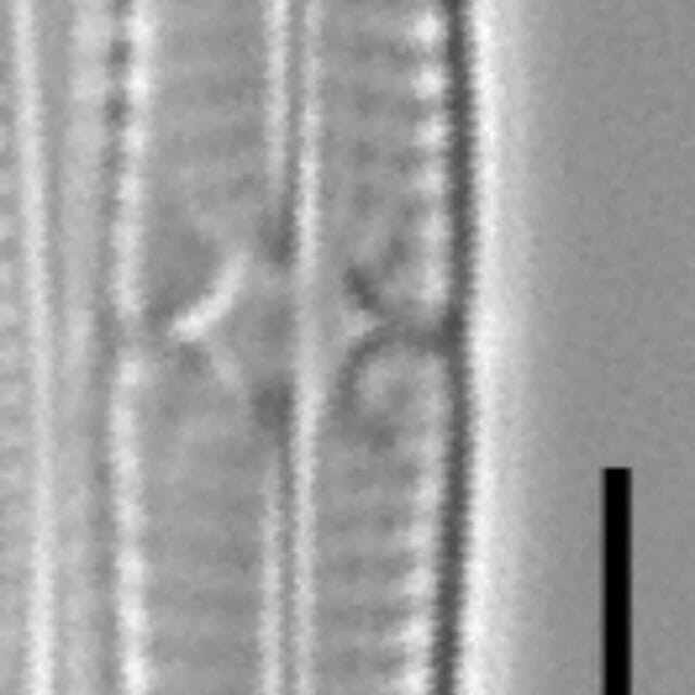 Tursiocola bondei LM3