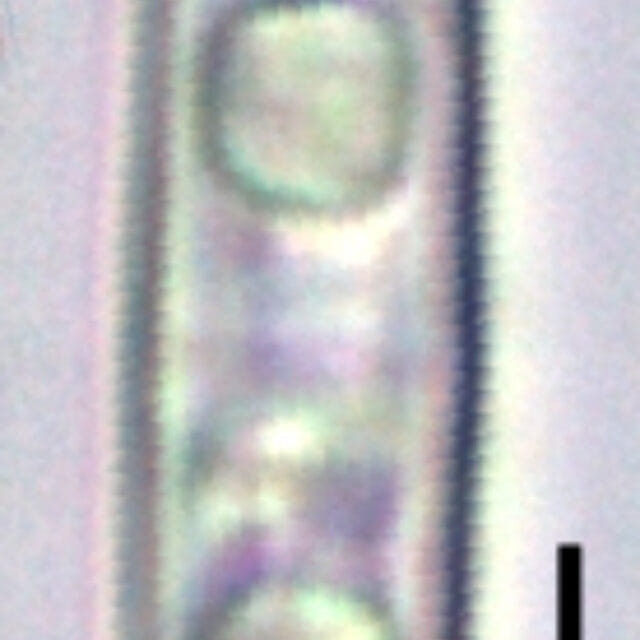 Tursiocola bondei LM7