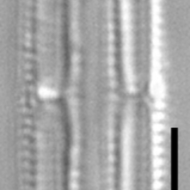 Tursiocola costata LM4 r