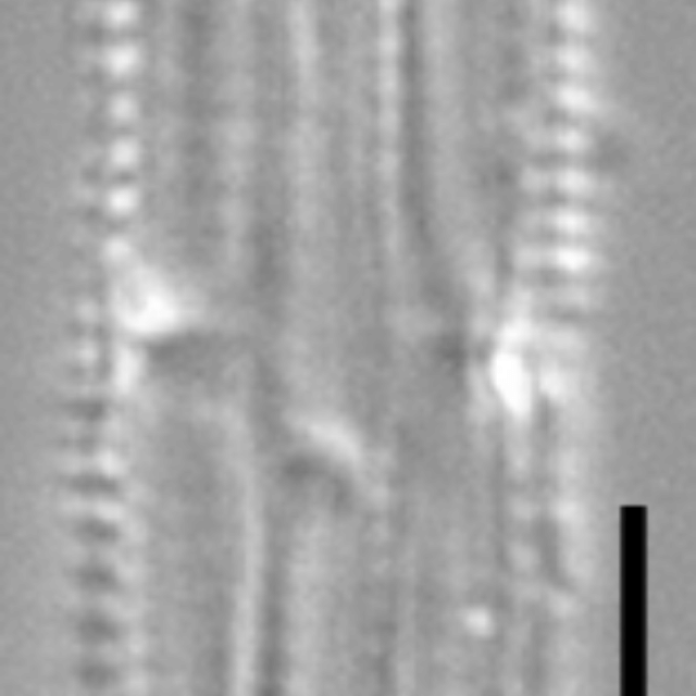 Tursiocola costata LM5 r